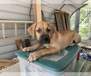 Spanish Bulldog (Alano Español) Puppy for sale in WOODRUFF, SC, USA