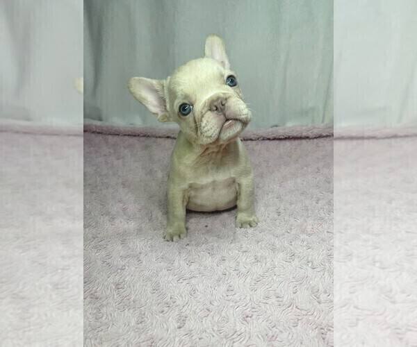 Medium Photo #2 French Bulldog Puppy For Sale in LUCAS, TX, USA