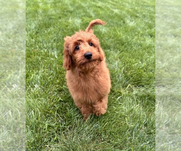 Medium Photo #9 Goldendoodle mix (+ Poodle Miniature) Puppy For Sale in NOBLESVILLE, IN, USA