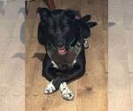 Small #6 Labrador Retriever Mix