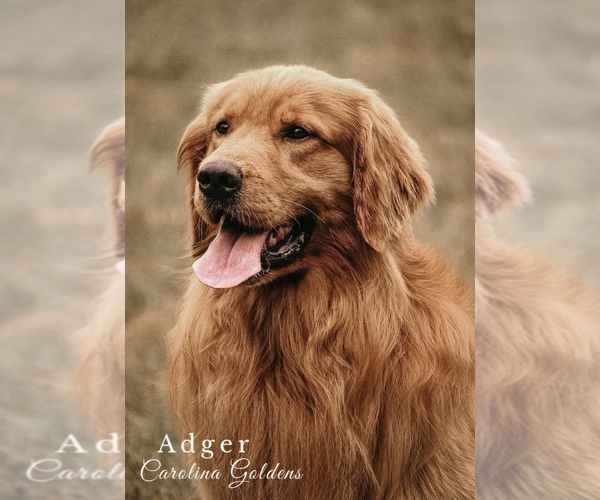 Medium Photo #12 Golden Retriever Puppy For Sale in LILLINGTON, NC, USA