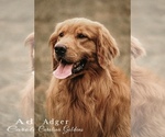 Small #11 Golden Retriever