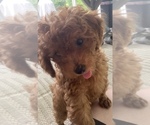 Small Photo #16 Poodle (Miniature) Puppy For Sale in INDIAN TRAIL, NC, USA