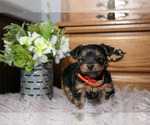 Small #2 Yorkshire Terrier