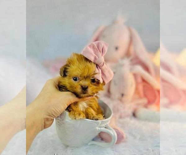 Medium Photo #2 ShihPoo Puppy For Sale in DACULA, GA, USA