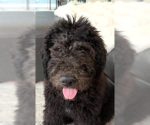 Bernese Mountain Dog Dogs for adoption in Wheaton, IL, USA