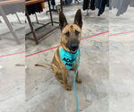 Small #9 German Shepherd Dog Mix