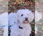 Small #3 Bichon Frise
