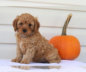Cavapoo Puppy for sale in FREDERICKSBG, OH, USA