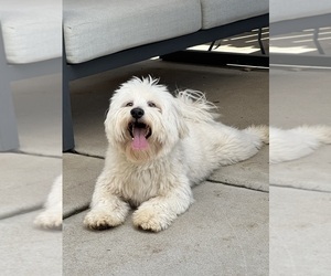 Father of the Maltipoo puppies born on 05/12/2025
