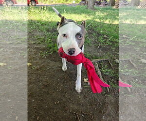 Mariposa - Female American Pit Bull Terrier-Unknown Mix Dog for Adoption - Photo #7
