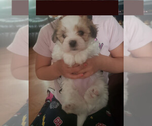 Maltese Puppy for sale in LITTLE FALLS, NJ, USA