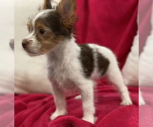 Yorkshire Terrier Puppy for sale in FOUNTAIN VALLEY, CA, USA