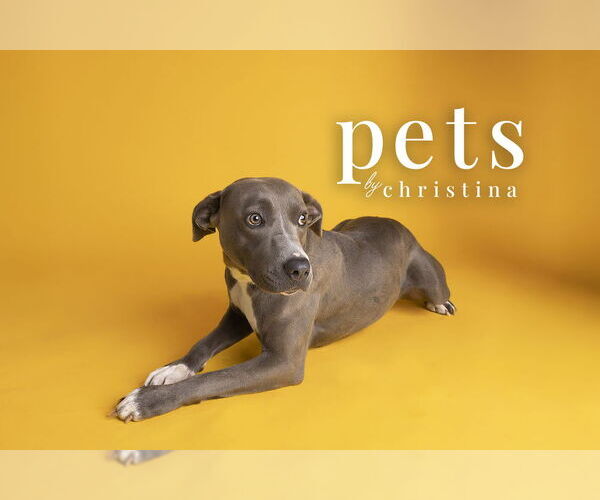 Medium Photo #10 Unknown-Weimaraner Mix Puppy For Sale in Foristell, MO, USA