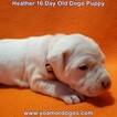 Small Photo #49 Dogo Argentino Puppy For Sale in JANE, MO, USA