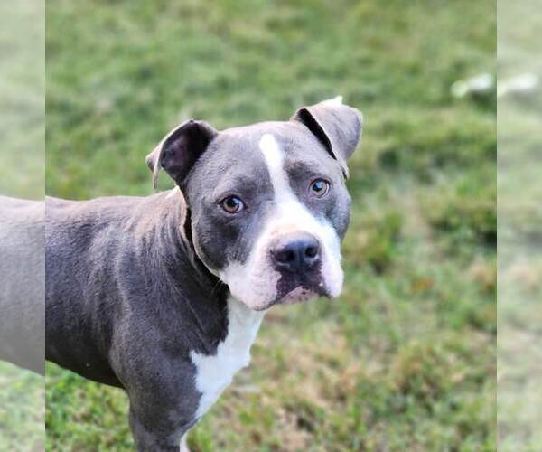 Medium Photo #12 American Staffordshire Terrier Puppy For Sale in Caribou, ME, USA