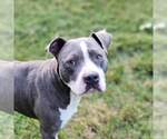Small #11 American Staffordshire Terrier