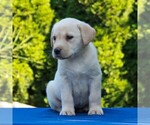 Small Photo #3 Labrador Retriever Puppy For Sale in GORDONVILLE, PA, USA