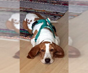 Basset Hound Dogs for adoption in Deepwater, NJ, USA