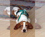 Small Basset Hound
