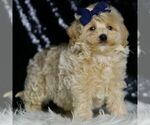 Small Photo #44 Maltipoo (Miniature) Puppy For Sale in WARSAW, IN, USA