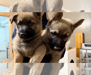 German Shepherd Dog Puppy for Sale in NEWNAN, Georgia USA