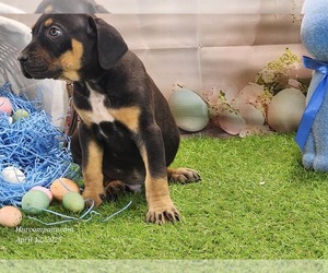 Catahoula Leopard Dog Puppy for sale in CUMBY, TX, USA