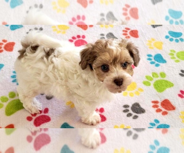 Medium Photo #5 Poovanese Puppy For Sale in ORO VALLEY, AZ, USA