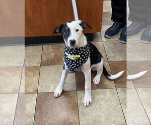 Australian Shepherd-Unknown Mix Dogs for adoption in Topeka, KS, USA