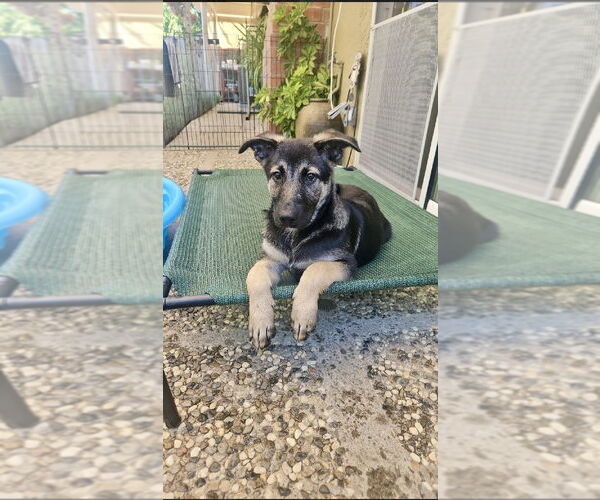 Medium Photo #1 German Shepherd Dog Puppy For Sale in West Sacramento, CA, USA
