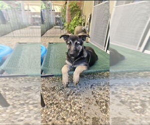 German Shepherd Dog Dogs for adoption in West Sacramento, CA, USA