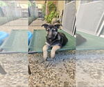 Small German Shepherd Dog