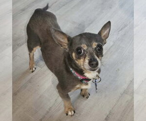 Dusty Rue - Male Chihuahua Dog for Adoption - Photo #2