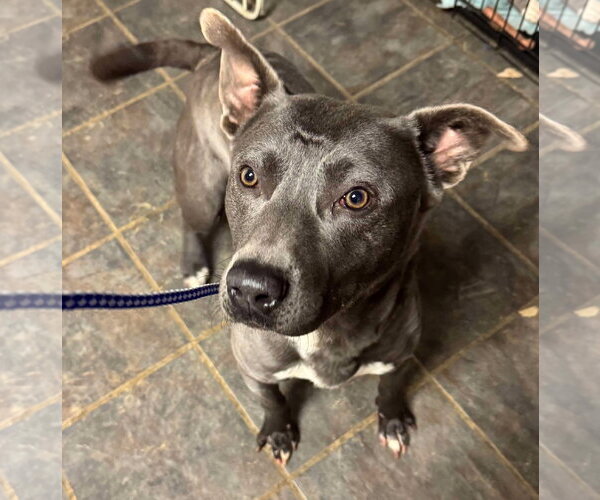 Medium Photo #31 American Pit Bull Terrier-Labrador Retriever Mix Puppy For Sale in Germantown, OH, USA