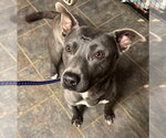 Small #30 American Pit Bull Terrier-Labrador Retriever Mix