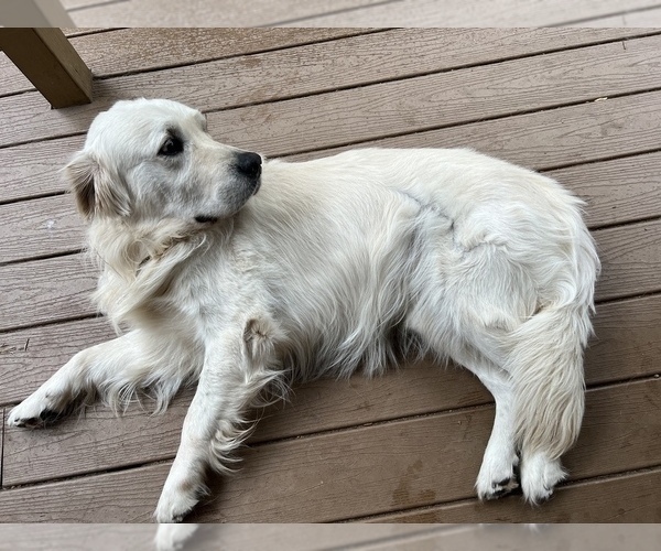 Medium Photo #1 English Cream Golden Retriever Puppy For Sale in EVERGREEN, CO, USA