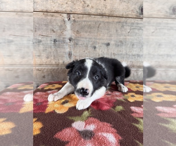 Medium Photo #11 Border Collie Puppy For Sale in VERMONTVILLE, MI, USA