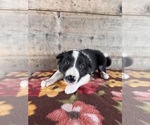 Small #10 Border Collie