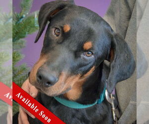 Rotterman Dogs for adoption in Huntley, IL, USA