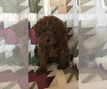 Puppy 0 Miniature Bernedoodle