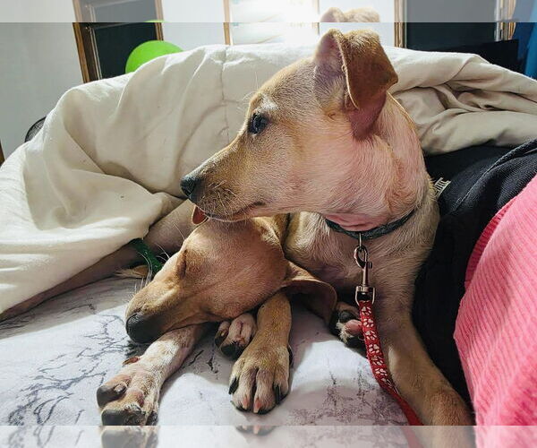 Medium Photo #10 Jack Chi Puppy For Sale in Princeton, MN, USA