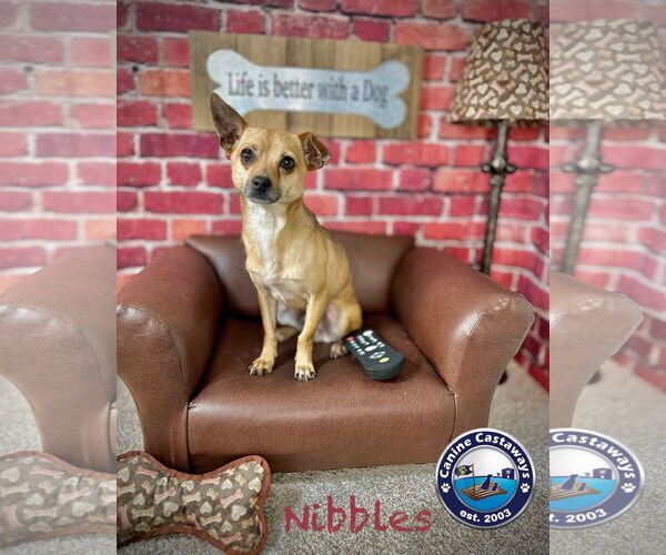 Medium Photo #8 Chihuahua-Unknown Mix Puppy For Sale in Arcadia, FL, USA