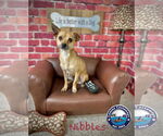 Small #7 Chihuahua Mix