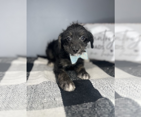 Medium Photo #1 Chi-Poo (Toy) Puppy For Sale in INDIANAPOLIS, IN, USA