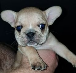 French Bulldog Puppy for sale in ELIZABETHTOWN, KY, USA