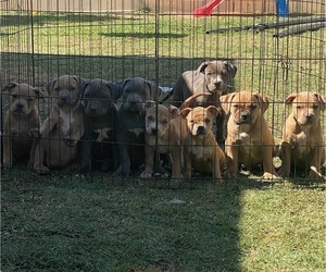 American Bully Puppy for sale in SANTA ANA, CA, USA