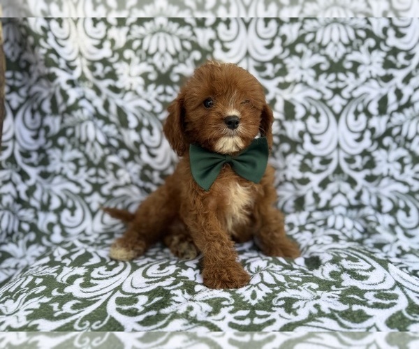 Medium Photo #8 Cavapoo (Miniature) Puppy For Sale in LAKELAND, FL, USA