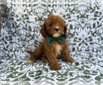 Small #7 Cavapoo (Miniature)