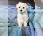 Small #5 Maltese