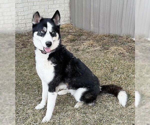 Medium Photo #2 Huskies -Unknown Mix Puppy For Sale in Genesee, WI, USA